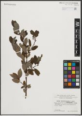 Foto von Salix appendiculata Vill. x Salix waldsteiniana Willd.